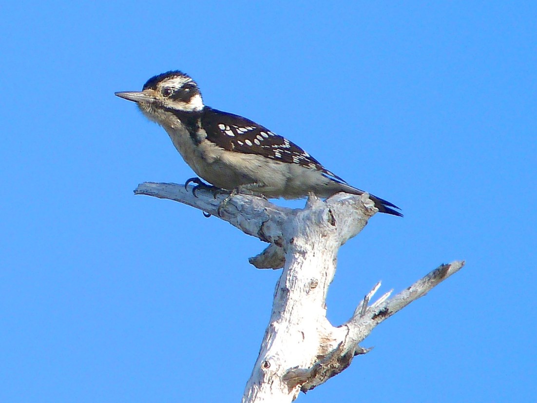 Hairy Woodpecker, Delphi Abaco 15