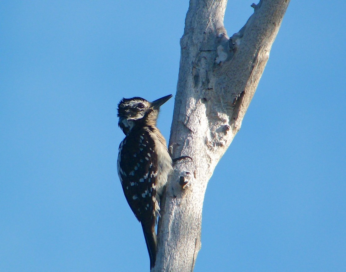 Hairy Woodpecker, Delphi Abaco 7