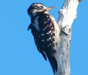 Hairy Woodpecker, Delphi Abaco Header