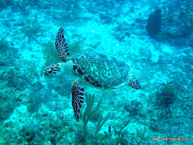 Hawksbill Turtle ©Melida Riger @ G B Scuba