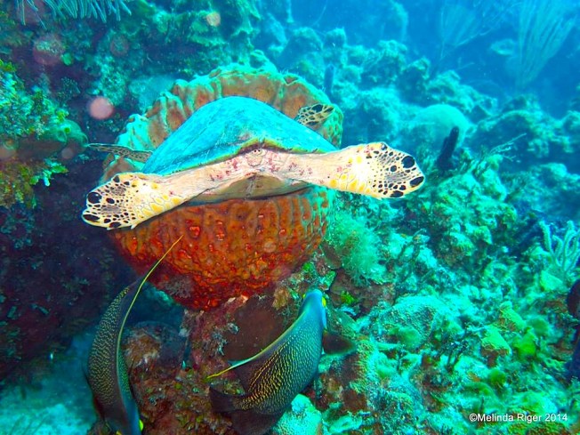 Hawksbill Turtle ©Melinda Riger @ G B Scuba copy 3