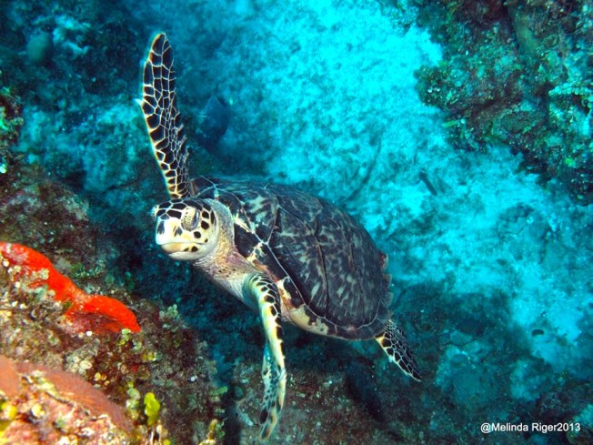 Hawksbill Turtle ©Melinda Riger @ G B Scuba