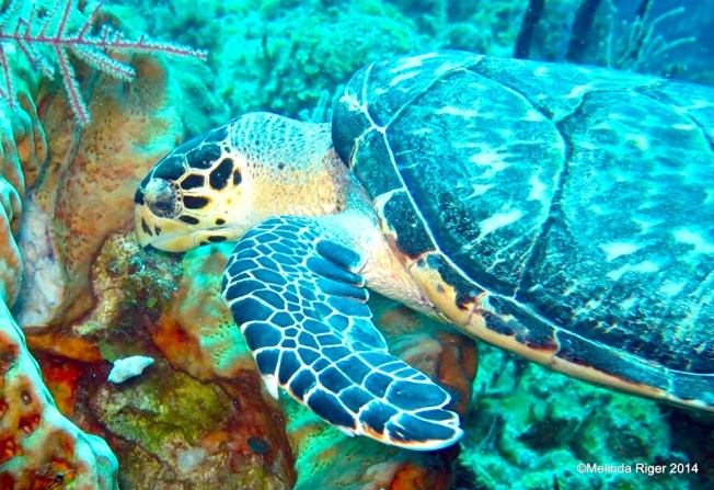 Hawksbill Turtle ©Melinda Riger @ GB Scuba copy