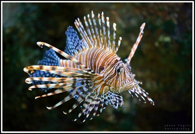 Lionfish ex Facebook