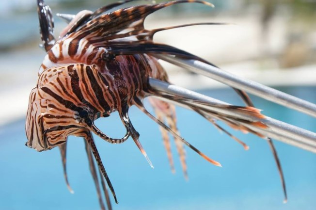 Lionfish, Abaco (FotE)