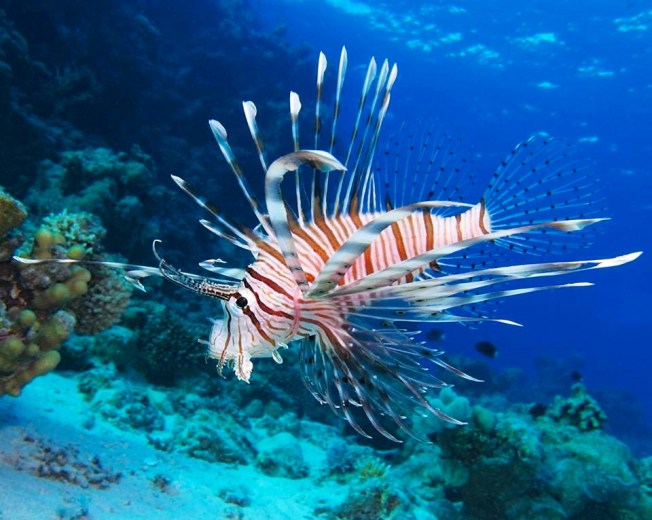 Lionfish, Bahamas (BNT)