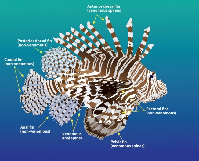 lionfish anatomy