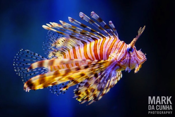 Lionfish by Mark da Cunha