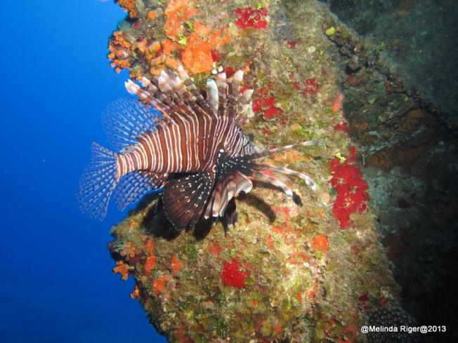 Lionfish ©Melinda Riger @ GB Scuba copy