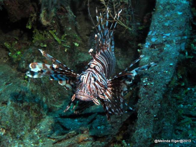 Lionfish ©Melinda Riger @ GB Scuba