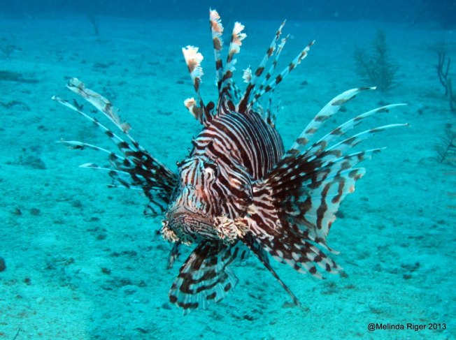 Lionfish ©Melinda Riger @ GB Scuba