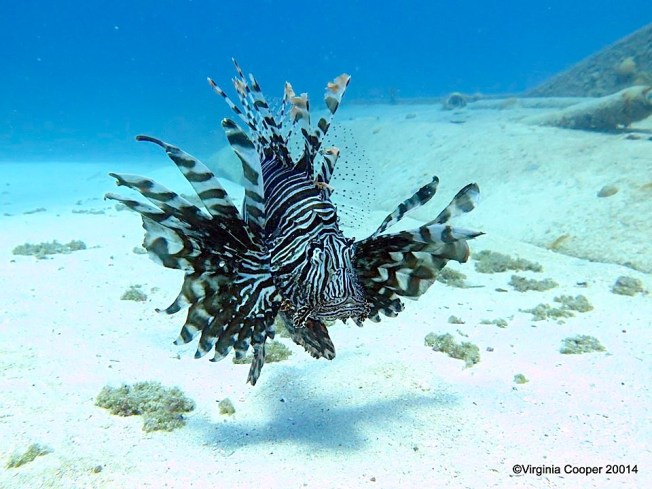 Lionfish ©Virginia Cooper @ G B Scuba