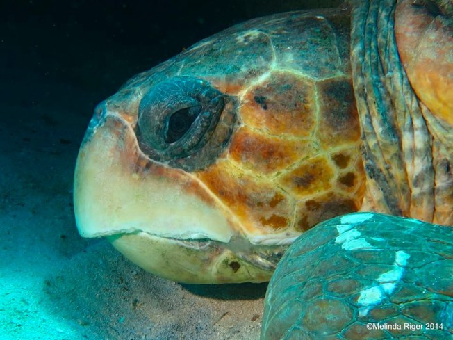 Loggerhead Turtle ©Melinda Riger @ G B Scuba copy