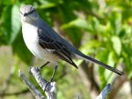Northern Mockingbird, Delph, Abaco  - Keith Salvesen