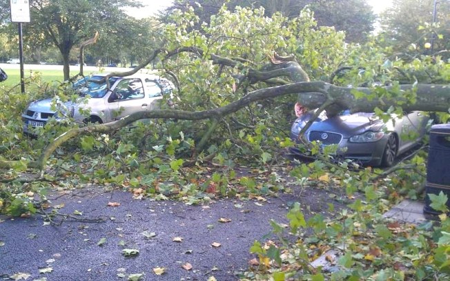 readers-storm-tree_2715620k