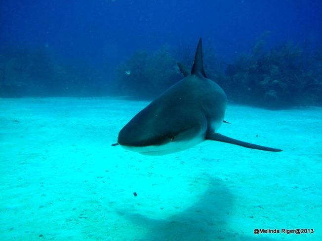 Shark ©Melinda Riger @ GB Scuba