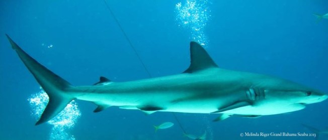 Shark! ©Melinda Riger @ GB Scuba
