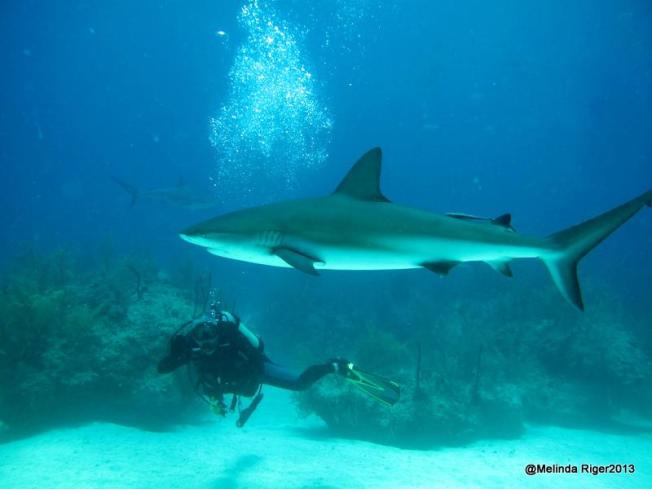 Shark May 2 ©Melinda Riger @ G B Scuba