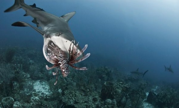 sharks-eating-lionfish-mouth-open_34128_600x450-590x357