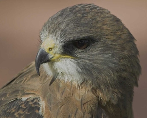 Swainson's_Hawk_b57-1-276_l