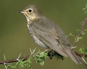 Swainson's Thrush