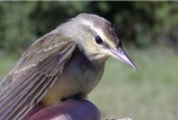 SwainsonsWarbler_Scott_Somershoe