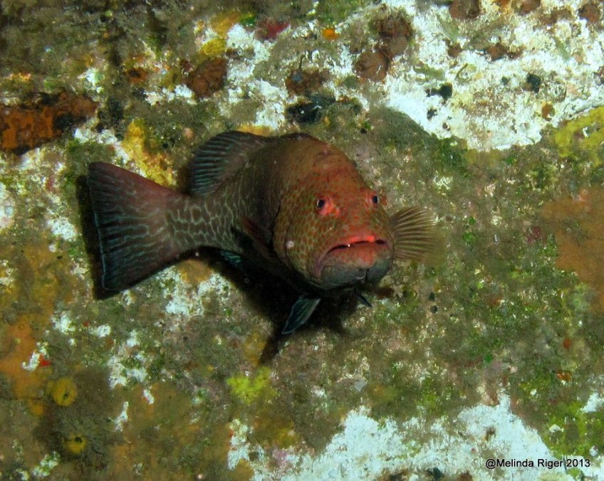 Tiger Grouper 2