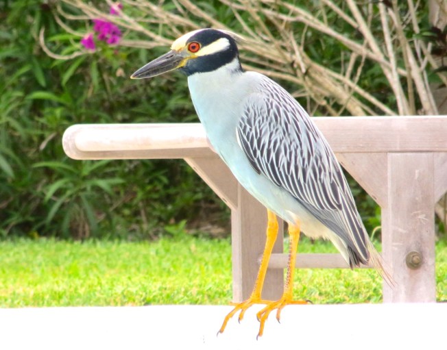 Yellow-crowned Night Heron, Abaco 10