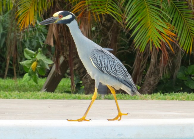 Yellow-crowned Night Heron, Abaco 5