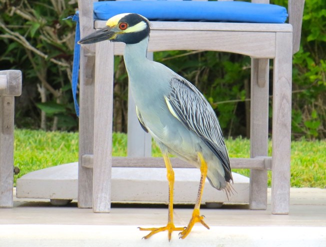 Yellow-crowned Night Heron, Abaco 6