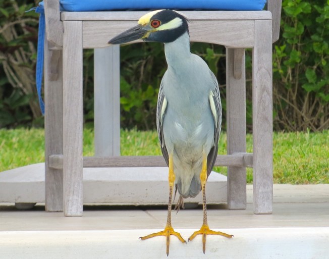 Yellow-crowned Night Heron, Abaco 7