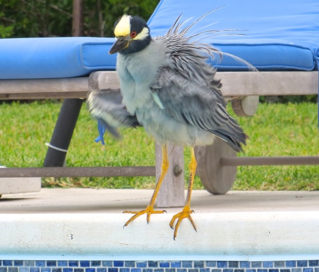 Yellow-crowned Night Heron, Delphi Club, Abaco Bahamas Yellow-crowned Night Heron, Abaco 8