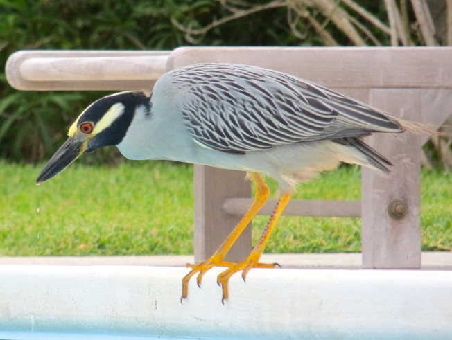 Yellow-crowned Night Heron, Abaco 9