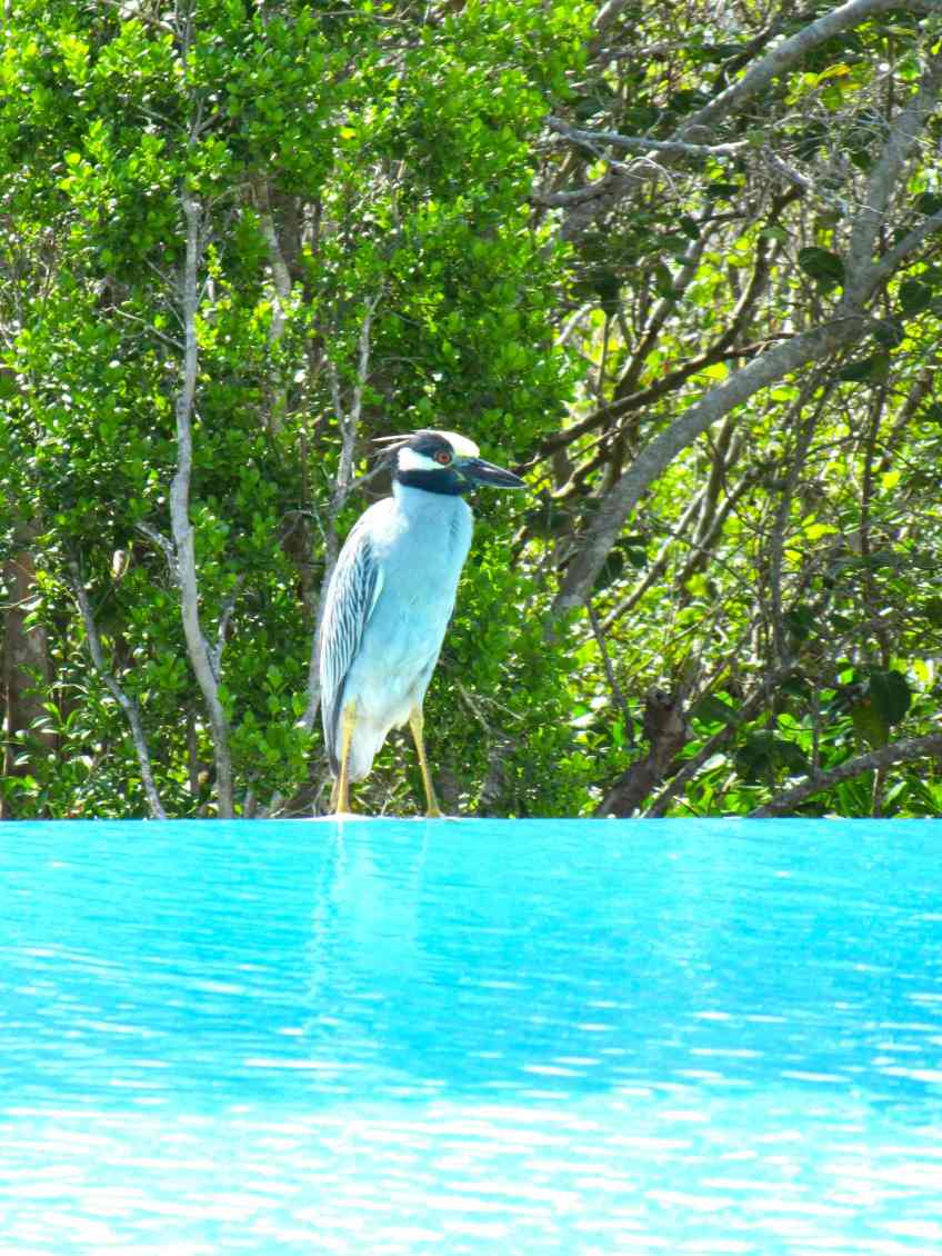 Yellow-crowned Night Heron, Delphi Club, Abaco Bahamas Yellow-crowned Night Heron, Delphi (DR)