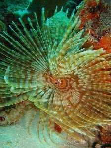 450px-Feather_duster_worm