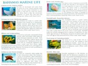 Bahamas Marine Life Stamps 2012