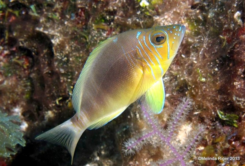 Barred Hamlet ©Melinda Riger @ Grand Bahama Scuba.jpg