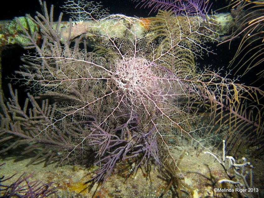 Basket Star (night) ©Melinda Riger @ GB Scuba
