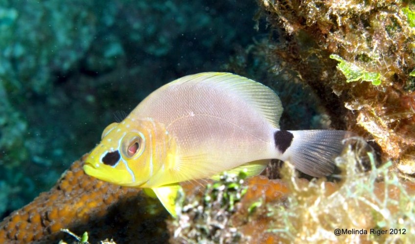 Butter Hamlet ©Melinda Riger GB Scuba