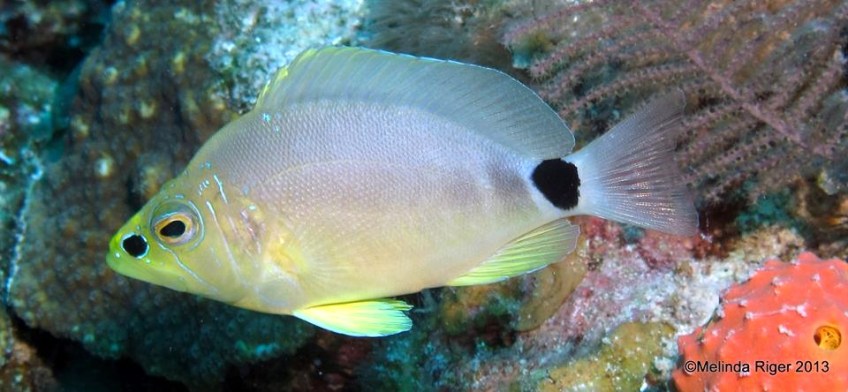 Butter Hamlet ©Melinda Riger @ Grand Bahama Scuba