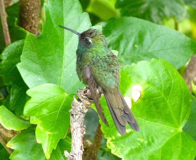 Cuban Emerald Delphi Abaco 1