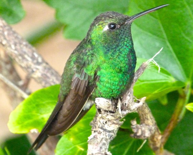 Cuban Emerald Delphi Abaco 4