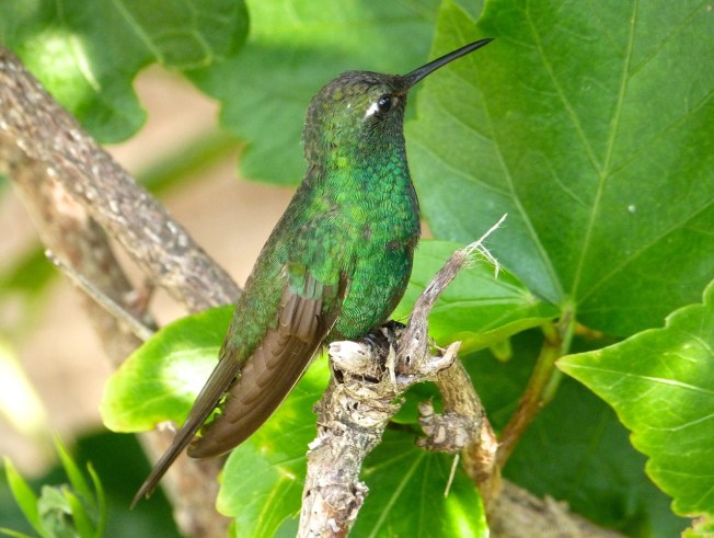 Cuban Emerald Delphi Abaco 5