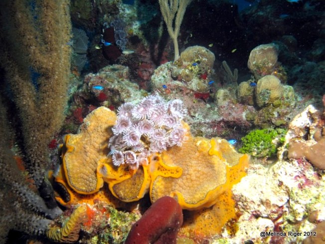 Feather Duster © Melinda Riger @ Grand Bahama Scuba