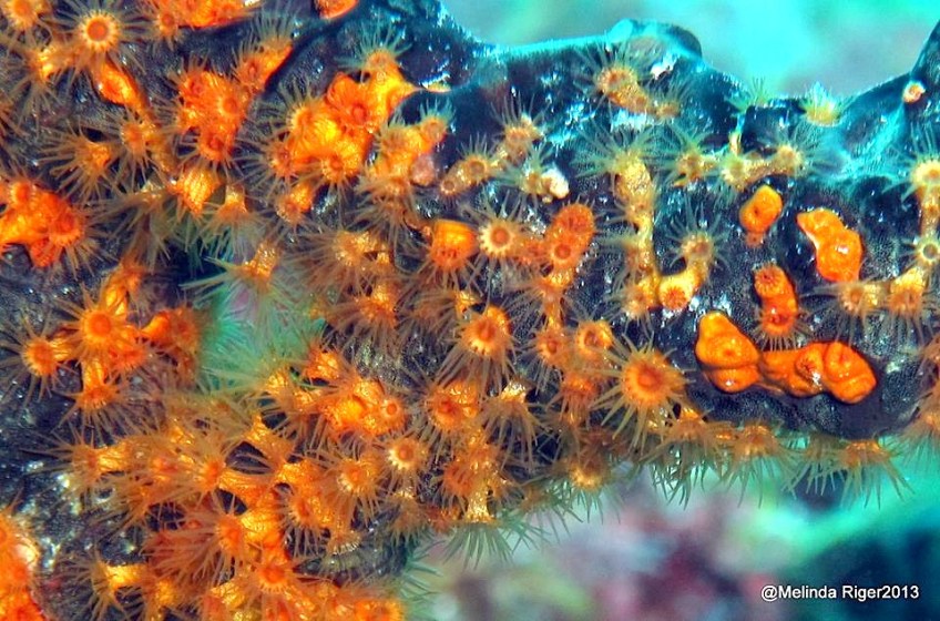 Golden Zoanthids on green rope sponge ©Melinda Riger @ G B Scuba