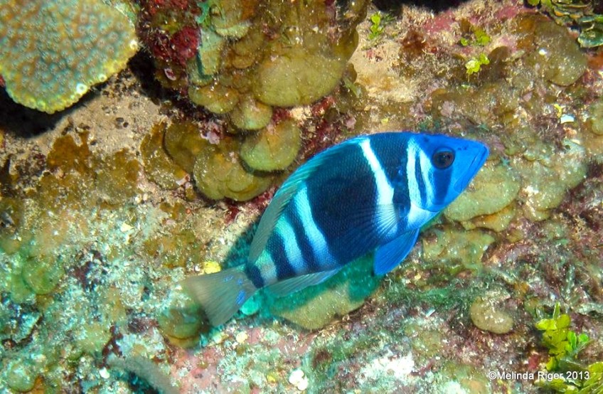Indigo Hamlet ©Melinda Riger @ Grand Bahama Scuba.jpg