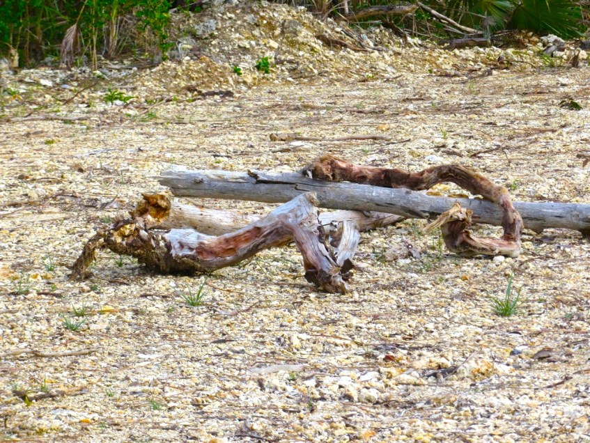 Nettie's Point, Abaco - Nest protection 2