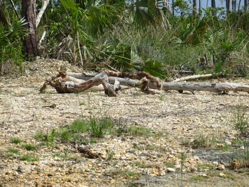 Nettie's Point, Abaco - Plover's nest protection