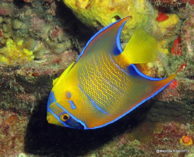 Queen Angelfish (juv) ©Melinda Riger @ G B Scuba
