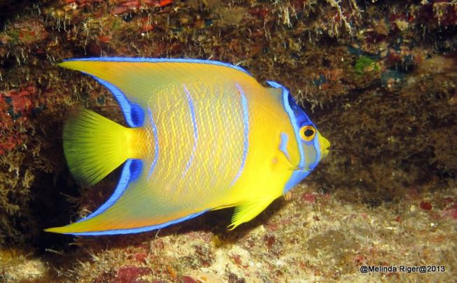 Queen Angelfish (Juv) ©Melinda Riger @ GB Scuba